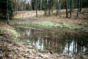 Rezerwat przyrody Mszar w Olsztynie