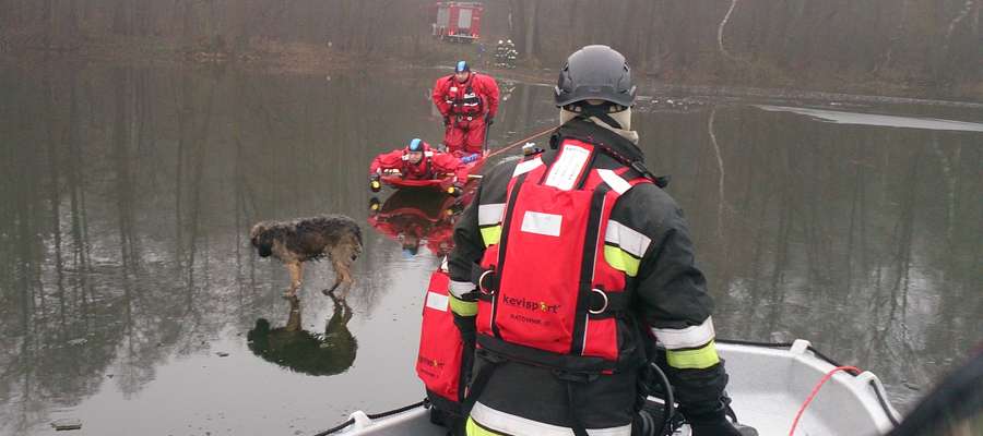 Strażacy z Dąbrowna w trakcie akcji ratowania psa