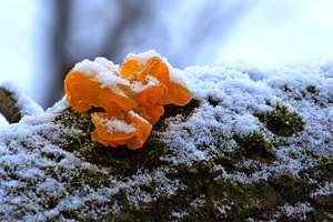 Zimowe grzyby w Olsztynie nad Łyną