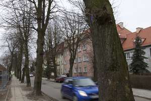 Browarna, Fromborska, 12 Lutego - tu wycięto najwięcej drzew. Elbląg traci swoje zielone płuca
