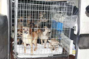 Ponad 30 psów na posesji. Właścicielka dostała zarzut znęcania się nad zwierzętami