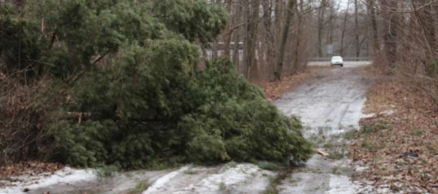 Przewrócone drzewo na drodze dojazdowej z ulicy Obwodowej do wzgórza św. Brunona