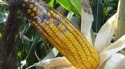 Ochrona kukurydzy przed chorobami