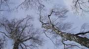 Drzewa w mazurskim zimowym pejzażu