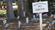 Cmentarz dla zwierząt mógłby powstać pod Dobrym Miastem