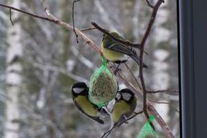 Podmrągowskie ekotony, czyli gdzie mazurskie ptaki zimują