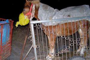 Patrol z Sanatorium dla koni w Siemianach chce jechać na targi  uratować kolejne zwierzę