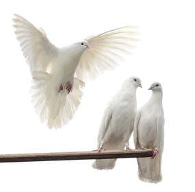 Wypuszczenie gołębi na ślubie ma symbolizować szczęście i trwałość związku.