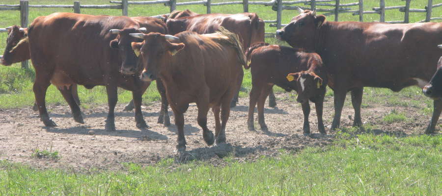 Przy intensywnym wypasie pastwiska wiosną obsada zwierząt powinna wynosić około 6 krów na 1 ha, a latem około 4 krów na 1 ha. 