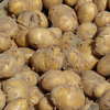 Wybór odmiany ziemniaka do sadzenia w 2015 roku