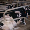 Wysoka mleczność krów w konflikcie z rozrodem