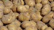 Wybór odmiany ziemniaka do sadzenia w 2015 roku