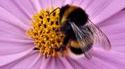 Słodki biznes - polskie pszczelarstwo rośnie w siłę