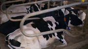 Wysoka mleczność krów w konflikcie z rozrodem