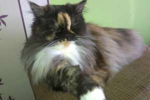 UWAGA!!! Zaginęła kotka perska