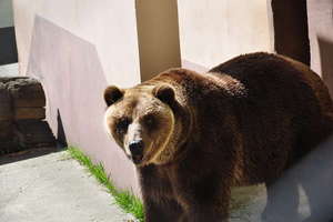 Niedźwiedzie z Braniewa trafią do Poznania 