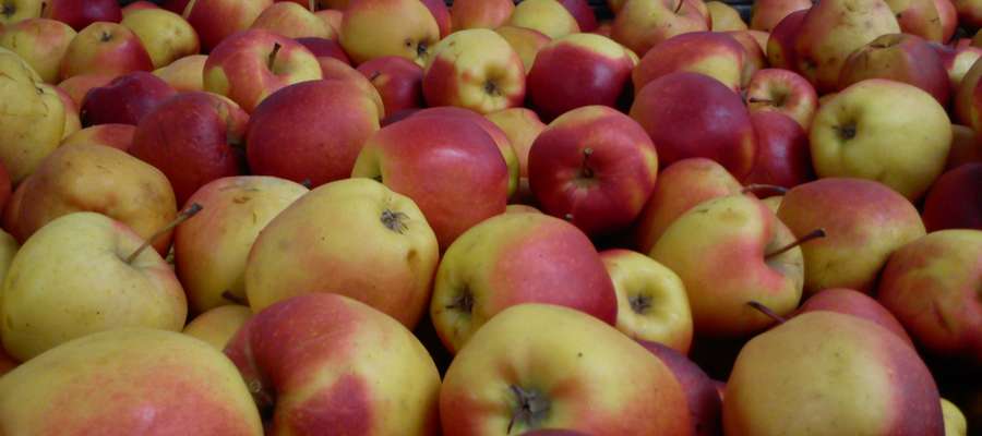 Jabłka najlepiej przechowywać w temperaturze 1-2 stopni Celsjusza.