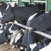 Globalne i lokalne prognozy rynku mleka