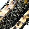 Pszczoły też chorują i proszą o zmiłowanie