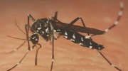 Tropikalne komary coraz częściej trafiają do Europy. Mogą przenosić m.in. febrę