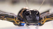 Bioniczne mrówki rozwiązaniem dla fabryk?