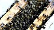 Pszczoły też chorują i proszą o zmiłowanie