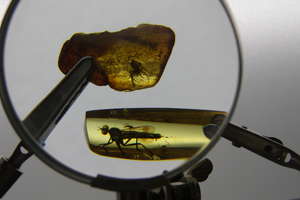 To nie jest zwykłe muzeum. Poznaj tajemnice i historię bursztynu