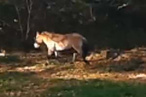 Ktoś chce ukraść konia Przewalskiego z braniewskiego zoo 