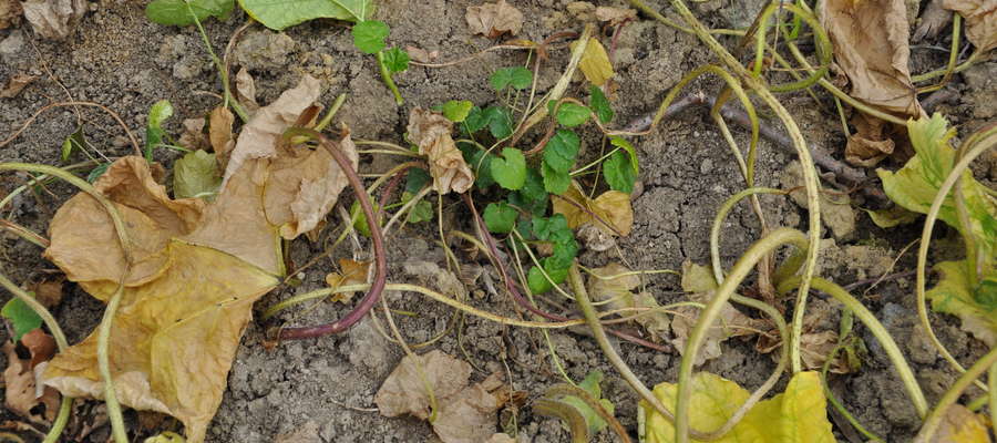 Nowe siewki barszczu Sosnowskiego wyrastające w miejscu po usunięciu dojrzałych okazów tej rośliny 