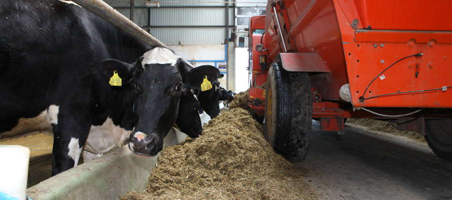 Kluczową sprawą w bilansowaniu dawki pokarmowej dla bydła mlecznego jest interpretacja wyników wyrażonych w suchej masie i dobór mieszanki uzupełniającej 