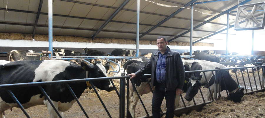 — Przy spadających cenach mleka trzeba go więcej sprzedawać, aby uzyskać odpowiednie dochody. Nadrobić to można poprzez zmniejszenie kosztów robocizny. Należy tak rozbudować i udoskonalić oborę, aby praca przy 120 krowach trwała tyle co przy 60 — mówi Jan