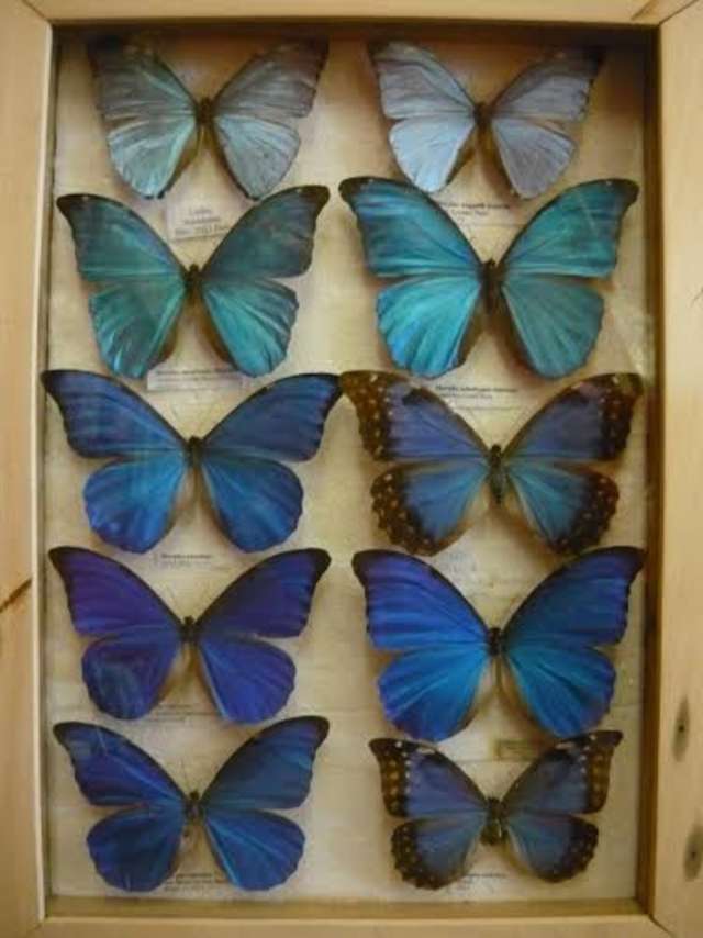 Motyle, owady z Ameryki Środkowej i Południowej... Niecodzienna wystawa w Elblągu - full image