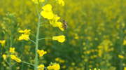 Pszczoły a pestycydy - jak pomóc owadom zapylającym w przetrwaniu?