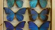 Motyle, owady z Ameryki Środkowej i Południowej... Niecodzienna wystawa w Elblągu