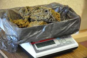 800 gramów marihuany w szafie