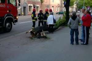 Na Mickiewicza przewracające się drzewo uszkodziło samochód