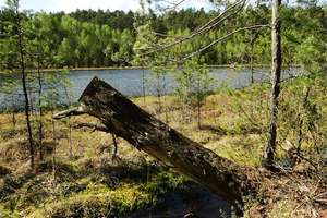 Rezerwat Okonek z reliktową żurawiną