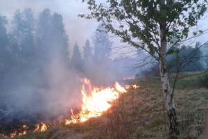 Pożar traw pod Pilchami w gminie Pisz
