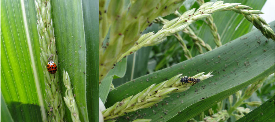 Z lewej: biedronka azjatycka na kukurydzy zjadająca mszyce; z prawej: larwa biedronki zjada mszyce