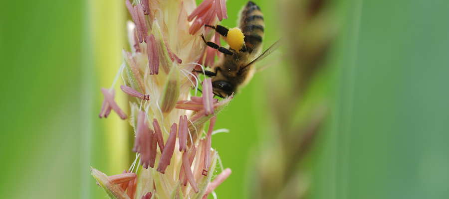 Pszczoła na kukurydzy
