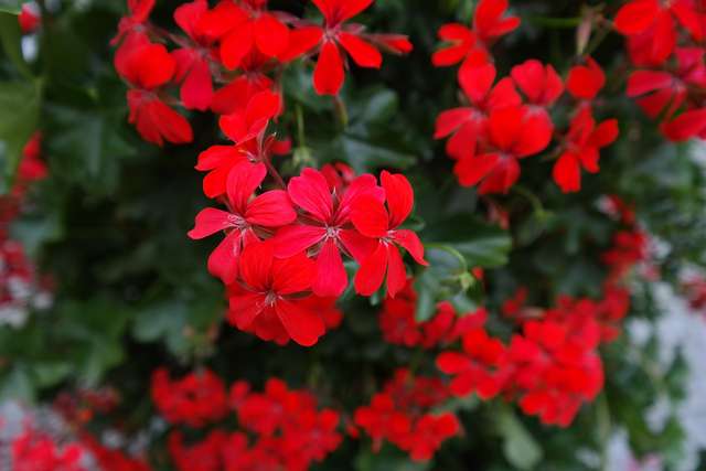 Pelargonia