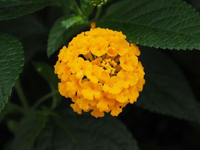 Lantana pospolita