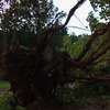 Zniszczone domy i powalone drzewa to efekt gwałtownych burz