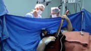 Grał na gitarze podczas operacji własnego mózgu