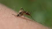 Skuteczne odstraszanie komarów