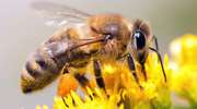 Pszczoła, miód i srodowisko