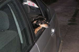 Pies zamknięty w samochodzie na upale? Reagujmy!