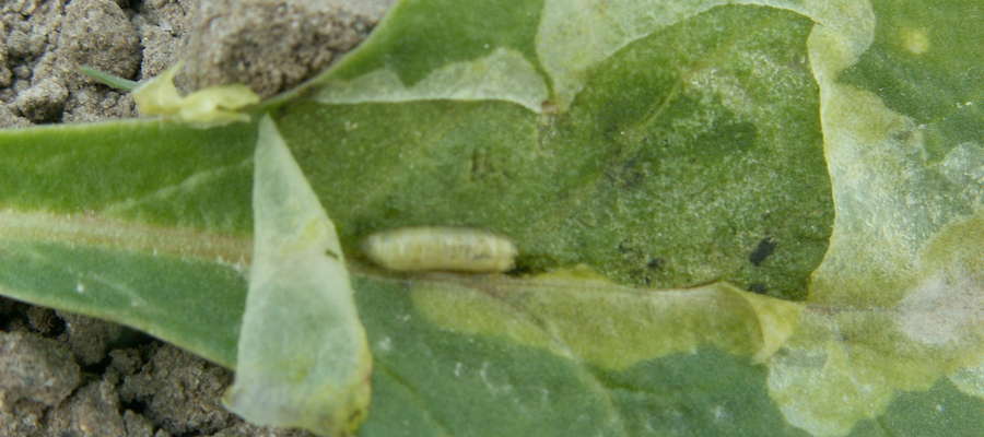 Śmietka ćwiklanka — larwa wychodząca z liścia buraka