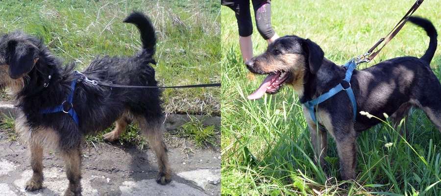Miłoszek przed i po wizycie u psiego fryzjera