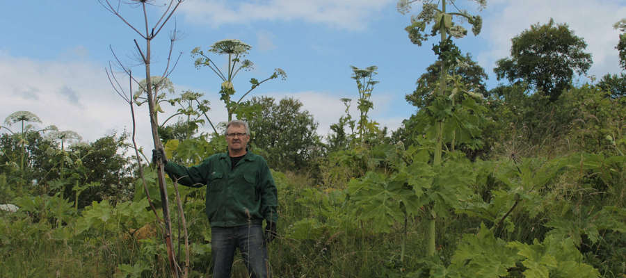 Jan Mankiewicz trzyma uschnietą łodygę z ubiegłego roku. Obok zakwitłe kilka dni temu rośliny.